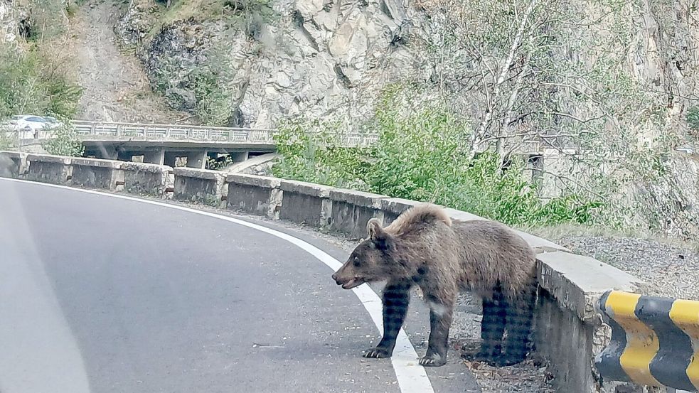 Ein etwa fünf Jahre alter Jungbär auf der Bergstraße Transfagarasan in den rumänischen Karpaten knurrt Autofahrer an. Foto: Kathrin Lauer/dpa