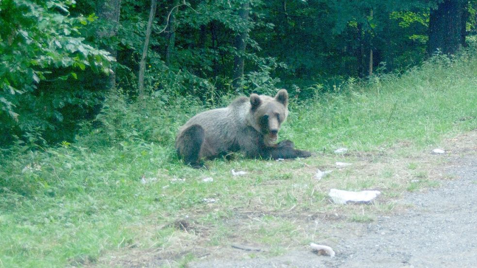 Ein Bär wartet an einer Parkbucht. Foto: Kathrin Lauer/dpa