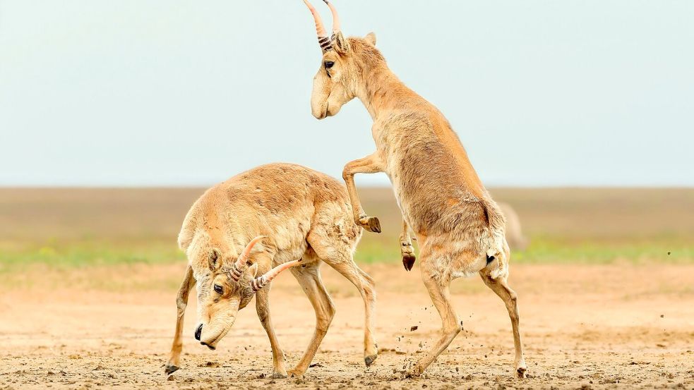 Die Antilopen sind in der zentralasiatischen Steppe beheimatet. Foto: Andrey Giljov/BMC Journals Image Competition/dpa