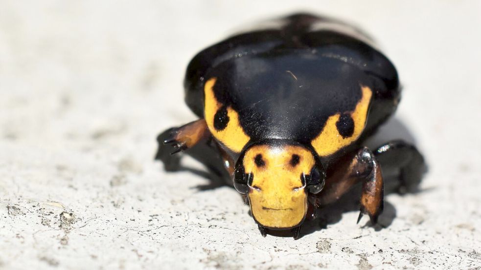 Der Käfer soll sich mit der stierähnlichen Musterung immer wieder Richtung Kameralinse gedreht haben. Foto: Abhijeet Bayani/BMC Journals Image Competition/dpa