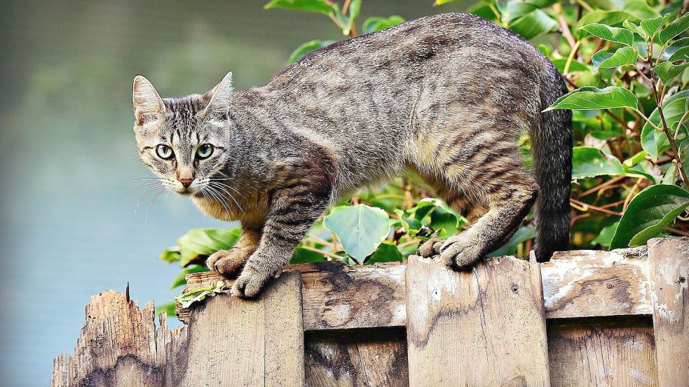 Das Polizeikommissariat Friesoythe ermittelt wegen des Verstoßes gegen das Tierschutzgesetz. Symbolfoto: Pixabay