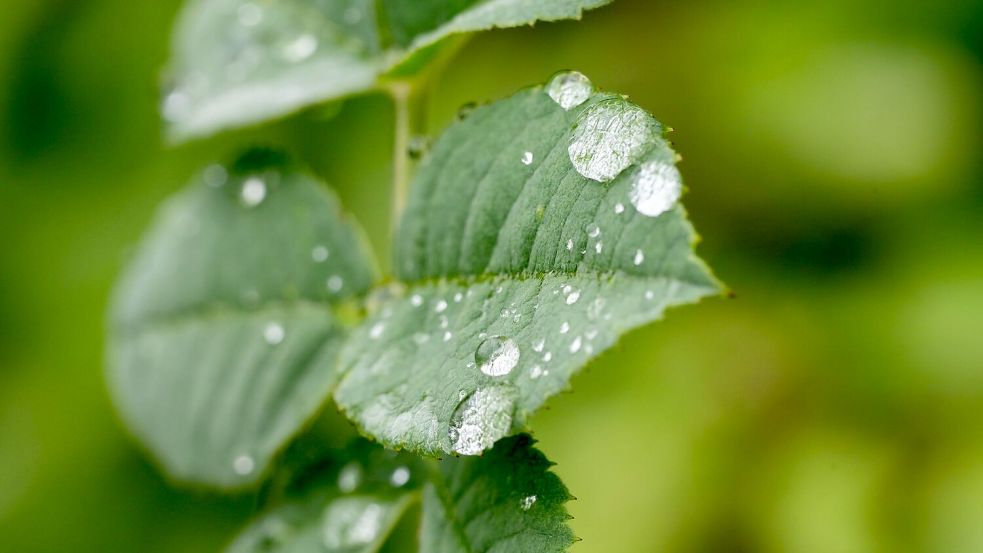 Durch den Regen treiben viele Bäume nun kräftig neue Blätter aus (Archivbild). Foto: Silas Stein/dpa
