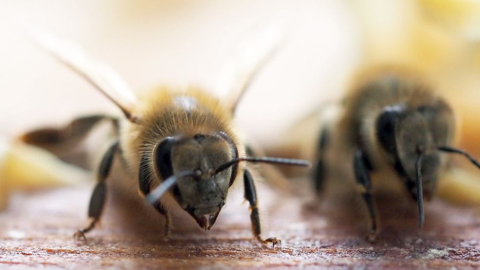 Eine Urlauberin erstattete wegen toter Bienen Anzeige gegen eine Bäckerei in Emden. Symbolfoto: Soeren Stache/DPA