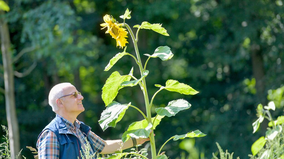 Einige Sonnenblumen haben bereits eine beachtliche Größe erreicht. Foto: Klaus Ortgies