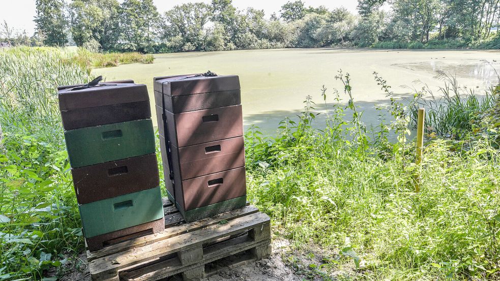 Auf dem Gelände wurden auch Bienenstöcke aufgestellt. Foto: Klaus Ortgies