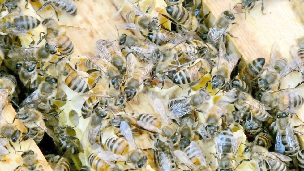 Die Bienen sind immer in Bewegung. (Archivbild) Foto: Alina Grünky/dpa