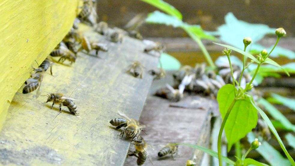 Bienen bringen Pollen in den Bienenstock. (Archivbild) Foto: Alina Grünky/dpa