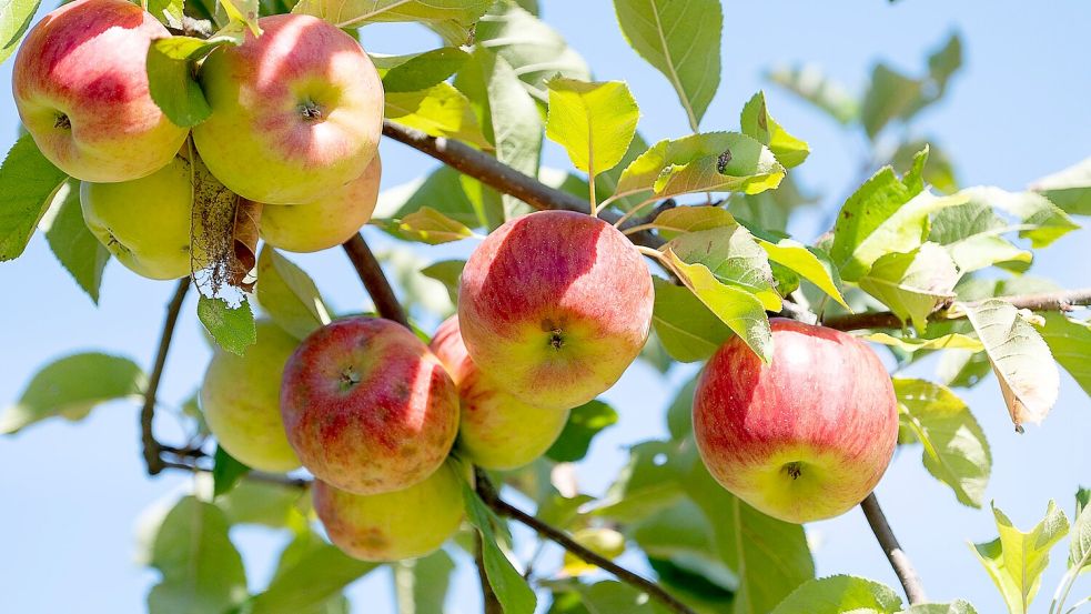 Obstbaubetriebe rechnen mit mehr als einer Million Tonnen Äpfeln (Archivbild) Foto: Sebastian Gollnow/dpa
