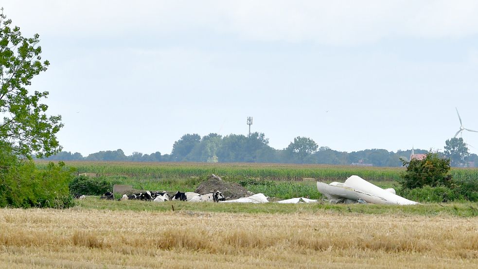 Zwischen den Trümmern grasen nun Kühe. Foto: Heinz Wagenaar