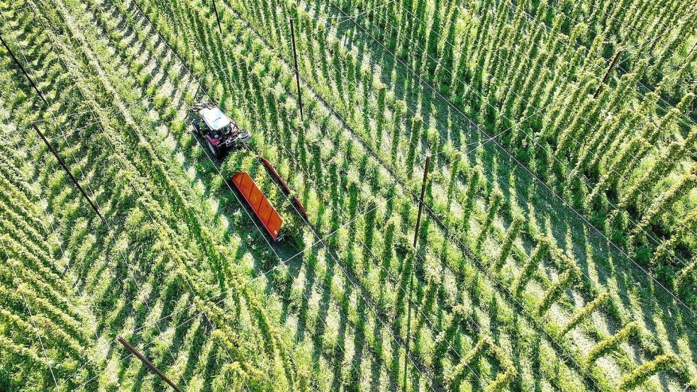 Die Hopfenernte fällt dieses Jahr wohl leicht unterdurchschnittlich aus. (Archivbild) Foto: Felix Kästle/dpa