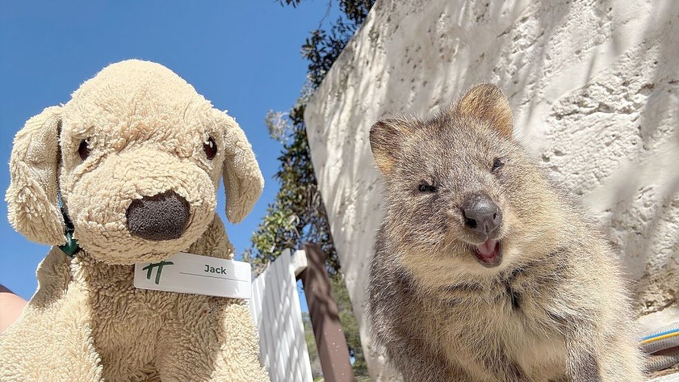 Jack erlebt große Abenteuer - so ließ er sich mit einem einheimischen Quokka auf Rottnest Island fotografieren. Foto: Holiday Inn Perth City Centre/dpa