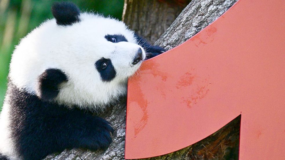 Vor einem Jahr kamen die Pandabären Leni und Lotti zur Welt. Foto: Sebastian Christoph Gollnow/dpa