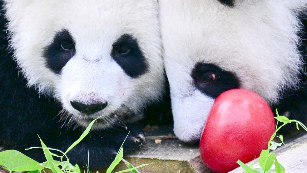 Zum Geburtstag gab es Eismurmeln im Berliner Zoo. Foto: Sebastian Christoph Gollnow/dpa