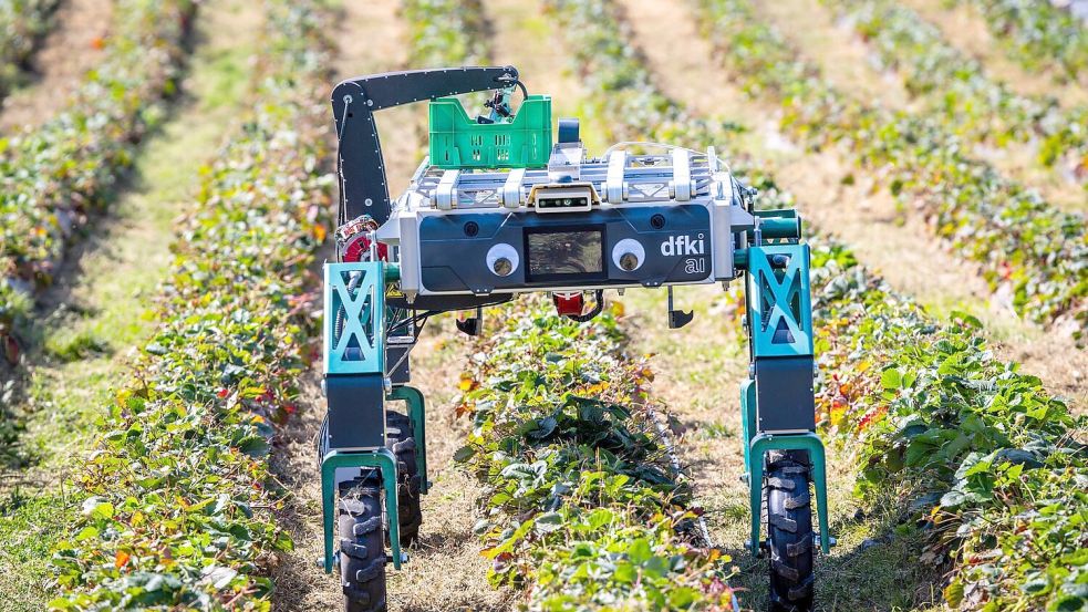 Auch in der Landwirtschaft wird KI schon genutzt beziehungsweise erprobt, wie hier bei der Erdbeerernte. (Archivbild) Foto: Jens Büttner/dpa