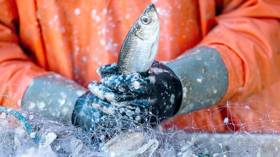 Deutsche Ostseefischer dürfen derzeit mit kleinen Booten und passivem Fanggerät wie Stellnetzen gezielt Heringe fangen. (Archivbild) Foto: Jens Büttner/dpa-Zentralbild/dpa