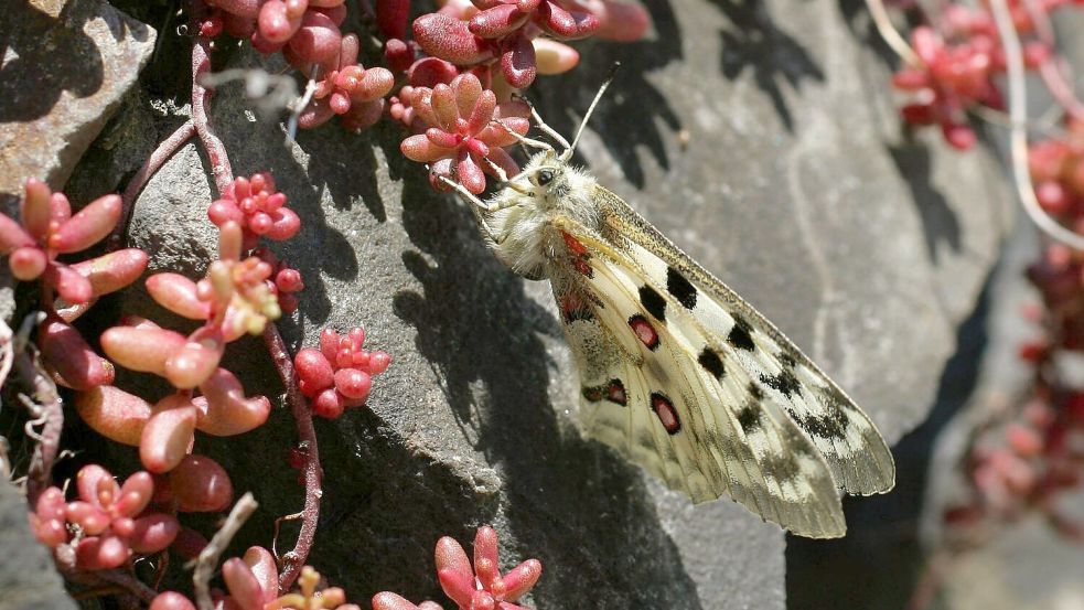 Der Apollofalter ist vom Aussterben bedroht (Archivbild). Foto: Thomas Frey/dpa