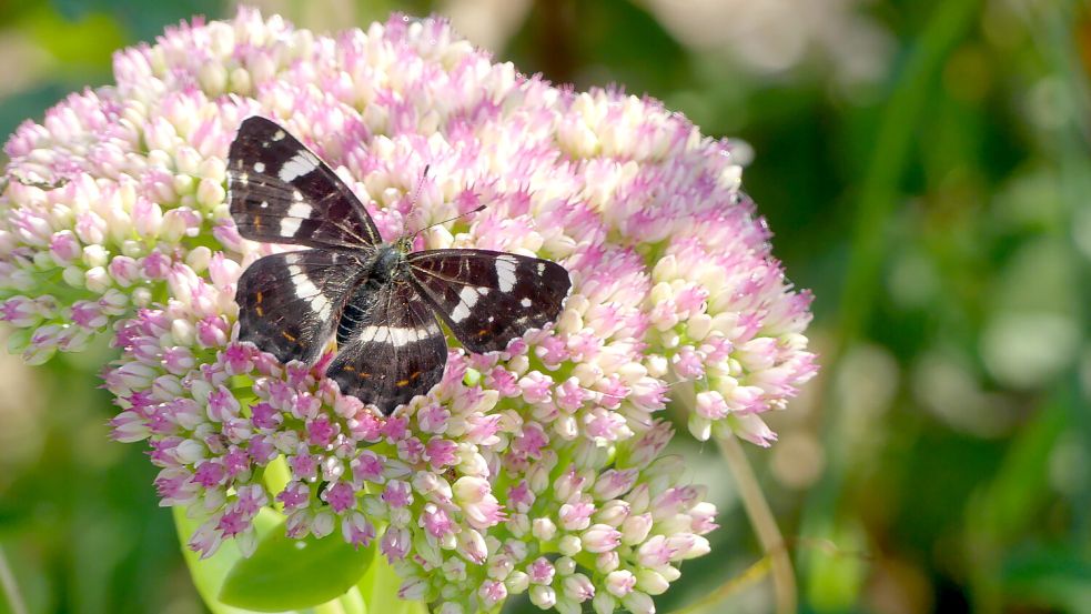 Das Bild zeigt einen hohen Sedum mit Schmetterling. Foto: Karin Berends-Lüürßen