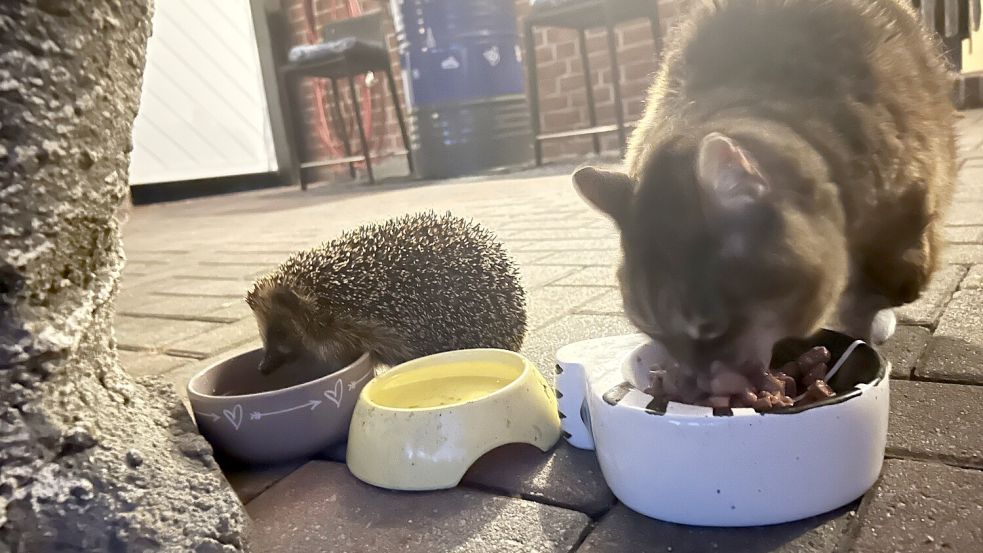 Bei dem Igel macht die ruppige Katzendame eine Ausnahme. Foto: Gerlinde Hinrichs