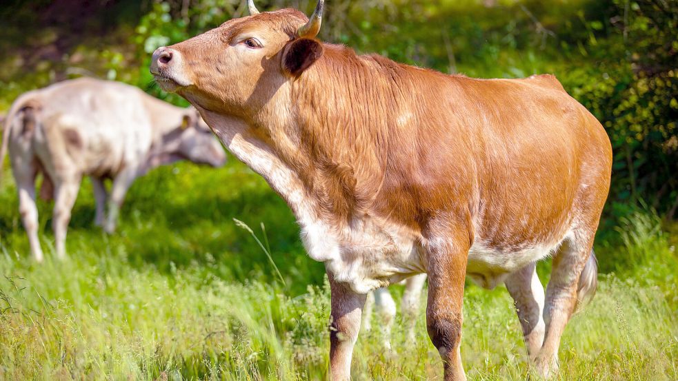 In Thüringen ist ein Stier von einer Weide ausgebüxt und hat daraufhin zwei Menschen verletzt. Foto: IMAGO/Shotstop
