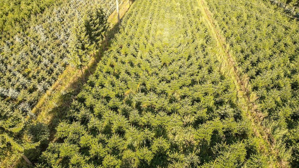 Nordmanntannen wachsen in einer Plantage in Sachsen zu Weihnachtsbäumen heran. Foto: Robert Michael
