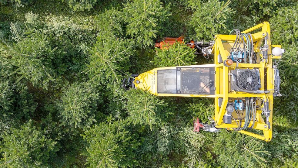 Mit seinem Baumschultraktor fährt Robert Kleinstäuber vom Weihnachtsbaumhandel „een Baum aus Sachsen“ durch eine Plantage mit Nordmanntannen. Foto: Robert Michael