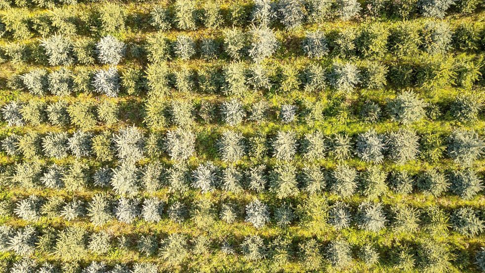 Nordmanntannen sind die beliebtesten Weihnachtsbäume in Deutschland, doch auch Blaufichten wie hier in Sachsen zieren zum Fest manche Stube. Foto: Robert Michael