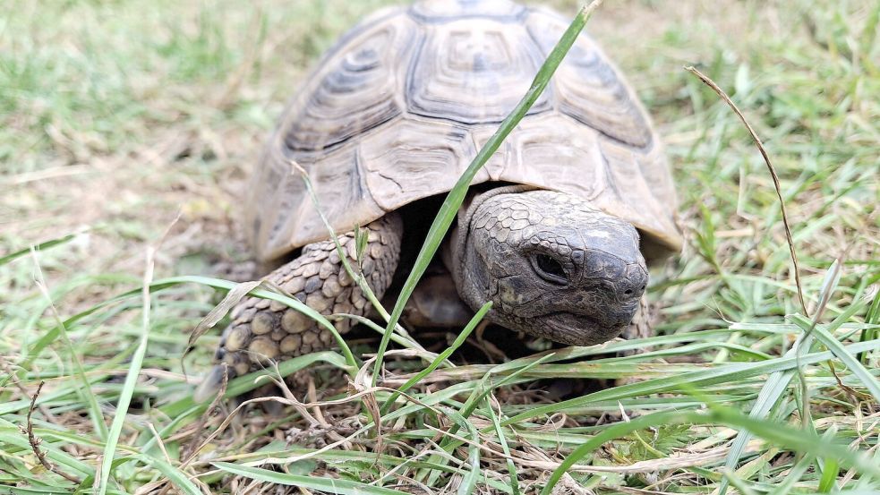 Ein Jahr lang war „Vollgas“ verschwunden. Foto: Claudia Resthöft