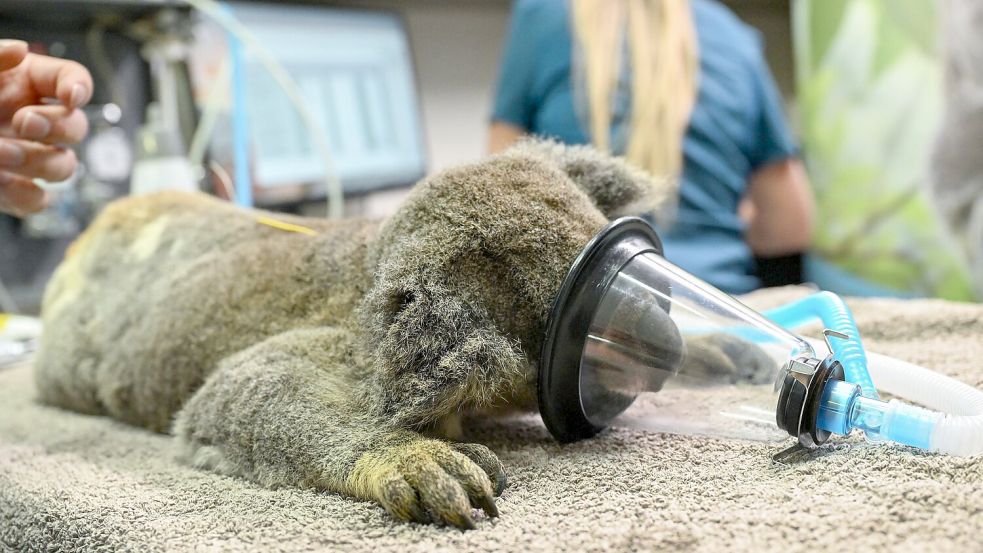Chlamydien haben bei Koalas oft verheerende Auswirkungen. Foto: Darren England
