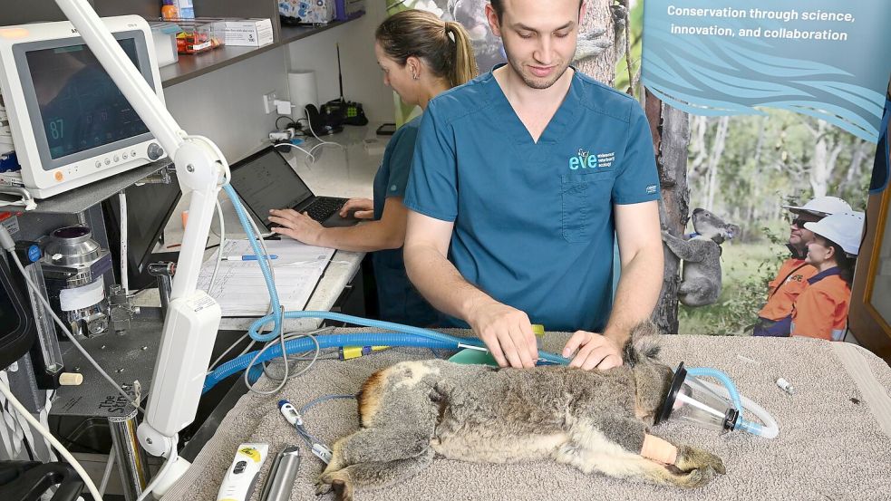 Tierärzte sagen, es sei traumatisch, die Folgen einer Chlamydien-Infektion bei Koalas zu sehen. Foto: Darren England