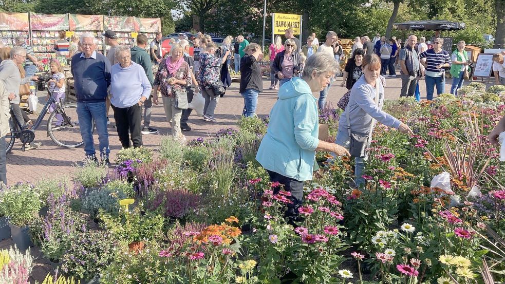 Blumen gibt es auf dem Hollandmarkt ebenfalls in großer Auswahl.