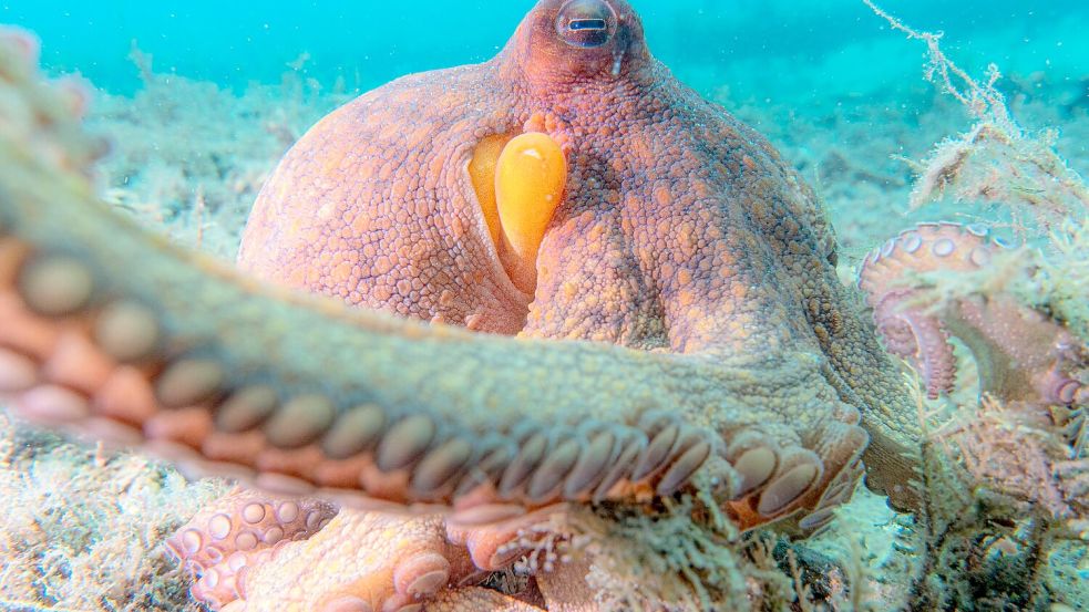 Oktopusse setzen nicht all ihre acht Arme gleichermaßen ein. Foto: Chelsea Bennice/Florida Atlantic