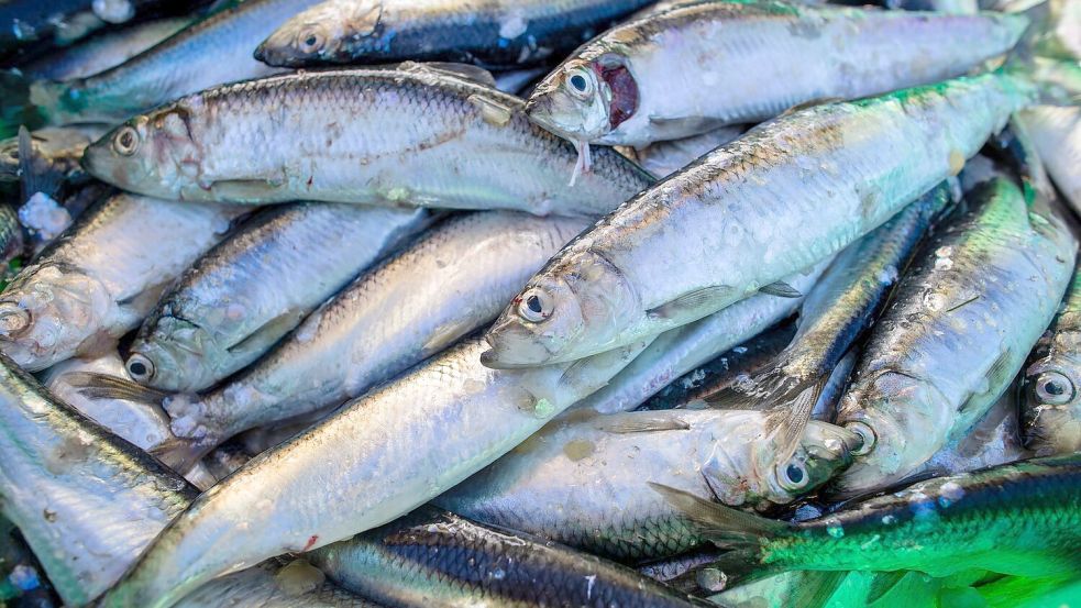 Das Abkommen soll die Fischerei nachhaltiger machen. (Symbolbild) Foto: Jens Büttner