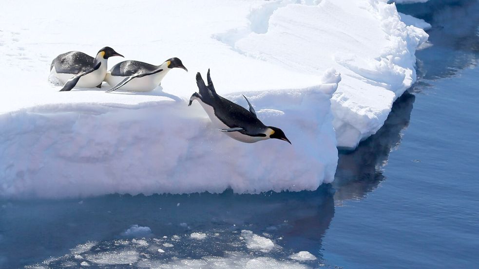 Die Vogelgrippe bedroht nach Einschätzung von Forschern auch Pinguine. (Archivbild) Foto: Liu Shiping/Xinhua/dpa