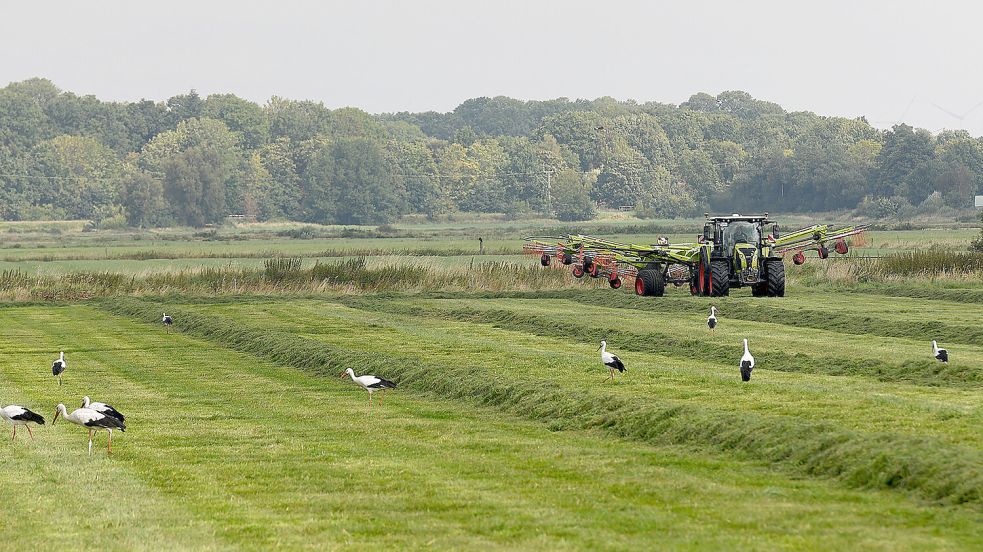 Die Störche laufen langsam mit großen Schritten die Wiese entlang, den Blick immer nach unten gerichtet. Nach der Mahd finden sie auf den Wiesen viel Futter. Foto: Melchert Stromann