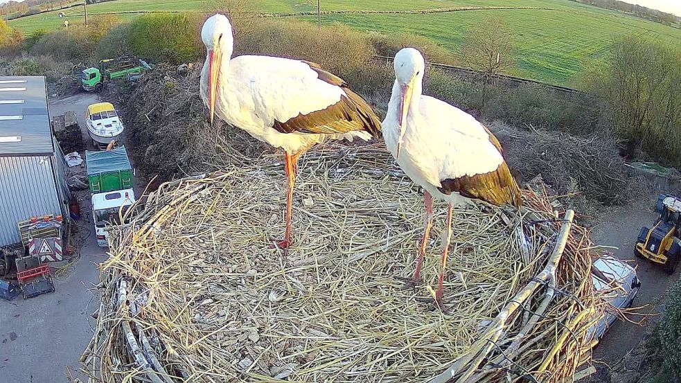 Ein Storchenpaar auf einem Nest. Foto: Privat