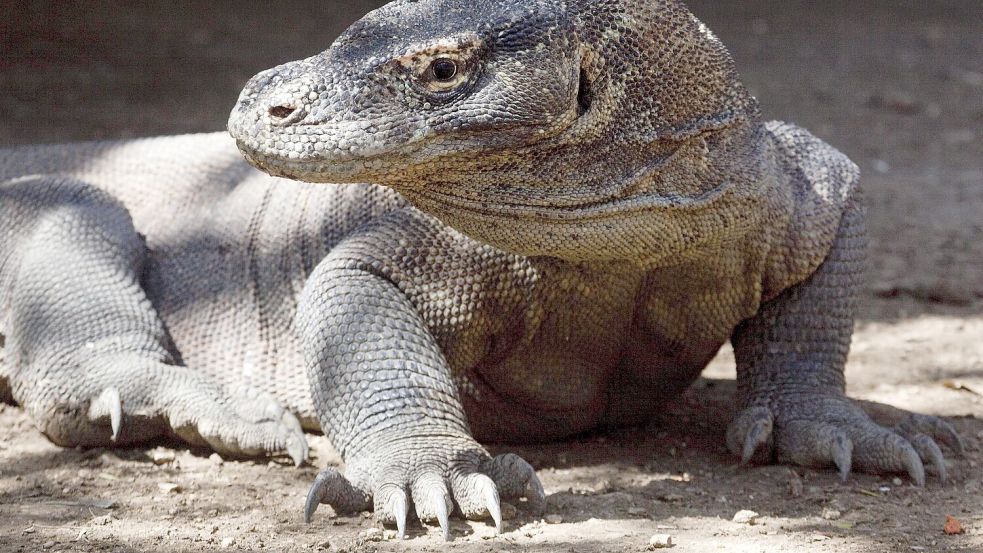 Komodo-Warane sind offiziell als „gefährdet“ eingestuft. (Archivbild) Foto: Matthys/epa/dpa