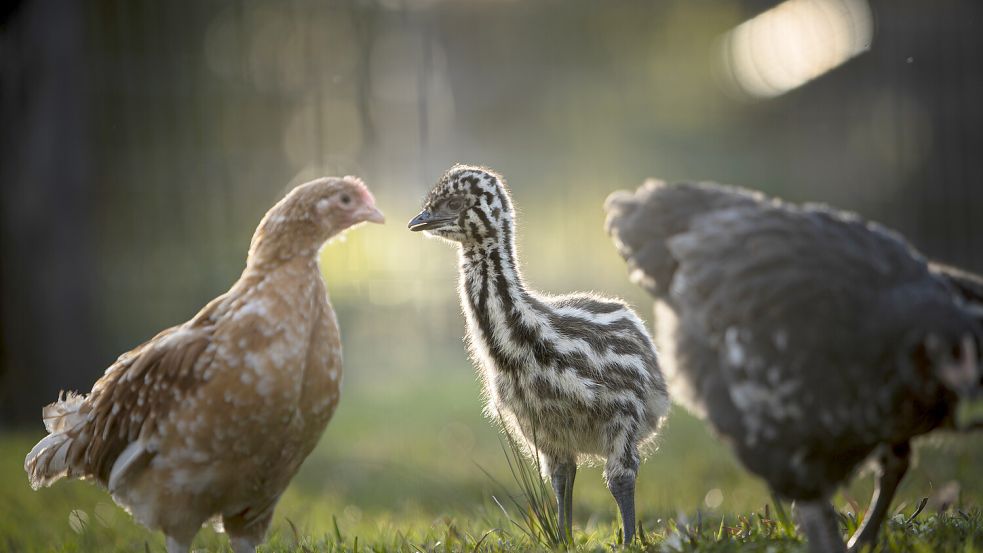 Der Vater der beiden Emu Kinder wollte sich nicht um die beiden kümmern. Jetzt wachsen die Geschwister bei Hühnern auf. Foto: Symbio Wildlife Park
