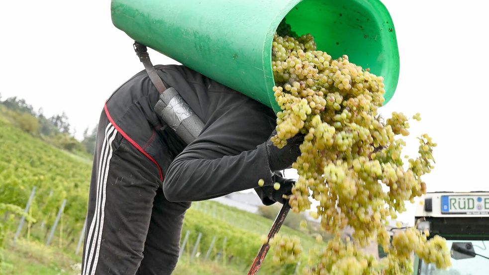 Von Baden bis zum Rheingau ist die Weinlese schon beendet. Foto: Arne Dedert