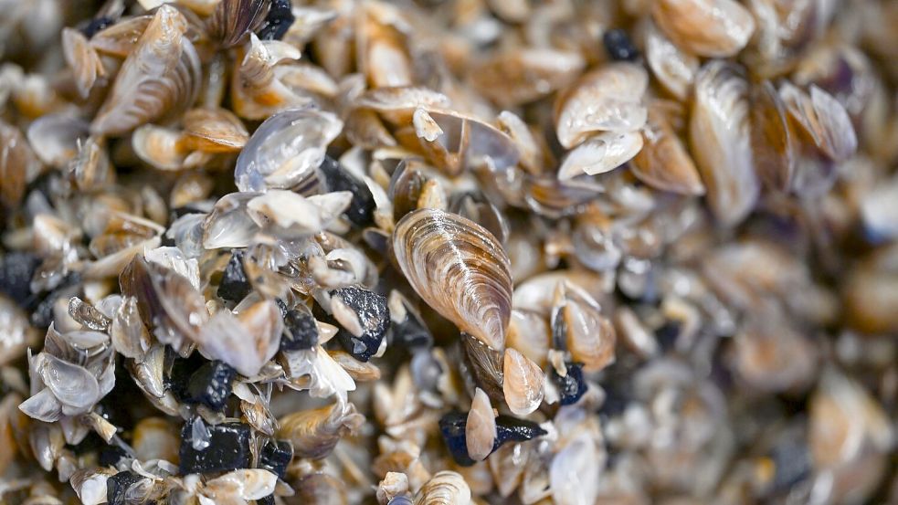 Die kleinen Muscheln entwickeln sich zum Problemfall. (Archivbild) Foto: Felix Kästle