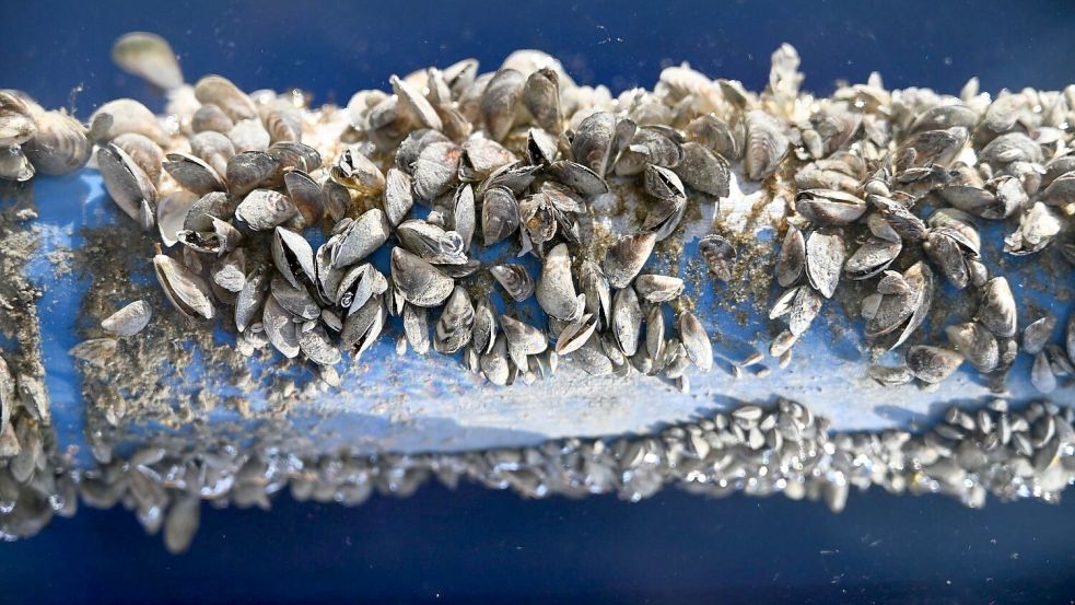 Die Quagga-Muschel setzt sich nicht nur an Wasserleitungen fest. (Archivbild) Foto: Felix Kästle