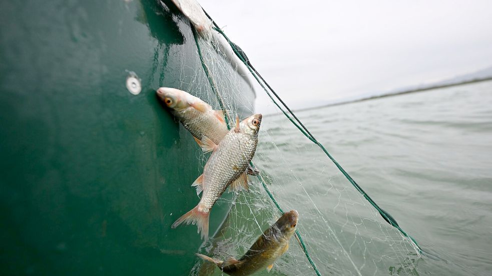 Rotaugen sind nicht nur als Speisefisch beliebt, sie sollen auch die rasante Ausbreitung der Quagga-Muscheln im Bodensee bremsen. (Archivbild) Foto: Felix Kästle