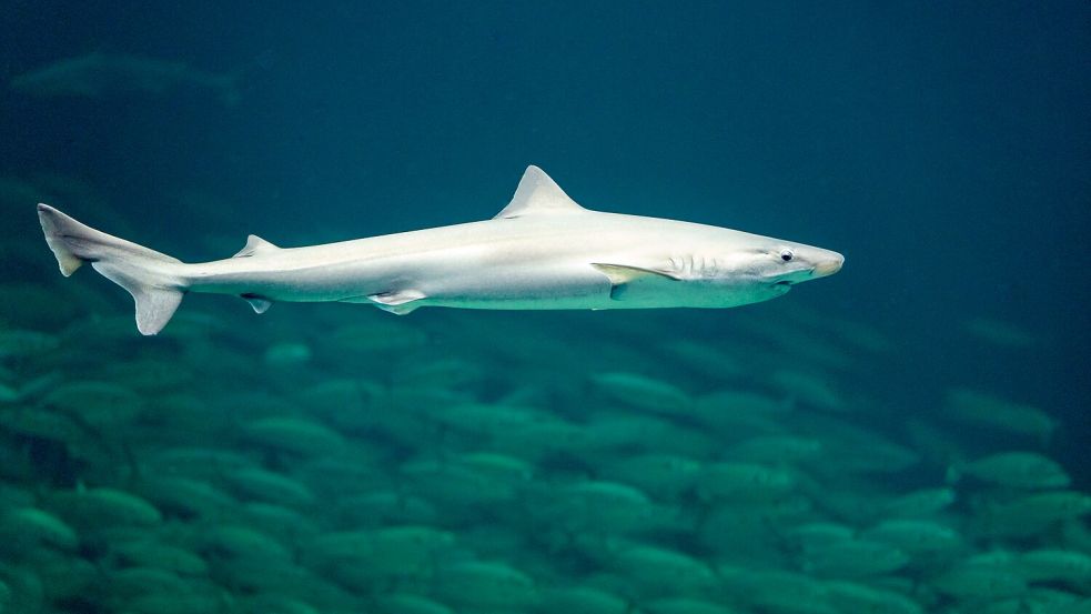 Der Hundshai gilt als größter Hai in deutschen Gewässern. Foto: imago/blickwinkel