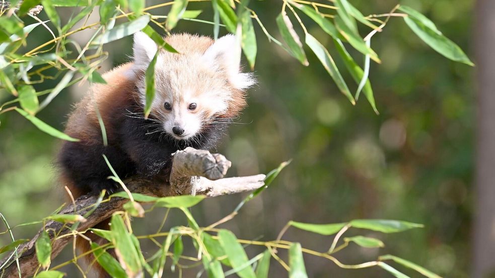 Die Katzenbären sind auch als „Bambusesser“, „Feuerfüchse“ oder „glänzende Katzen“ bekannt. Foto: Shireen Broszies