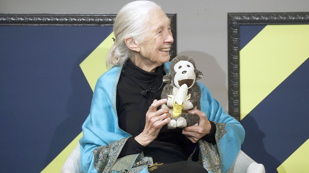 Jane Goodall hat das Verhalten von Schimpansen erforscht und damit Bekanntheit erlangt. Foto: IMAGO/UPI Photo