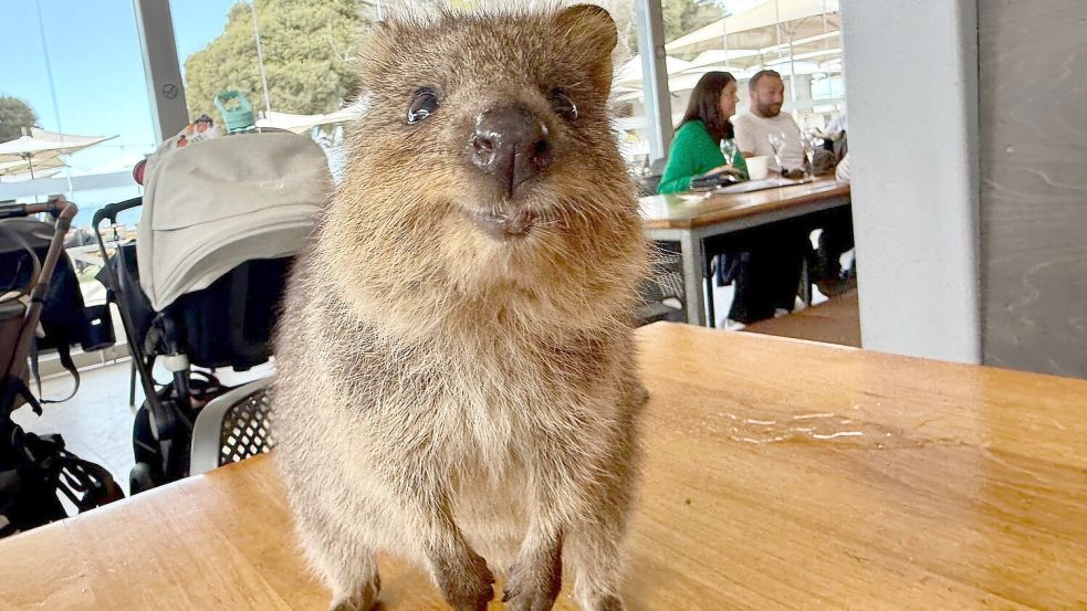 Quokkas gelten wegen ihres „Lächelns“ als die glücklichsten Tiere der Welt. Foto: Carola Frentzen