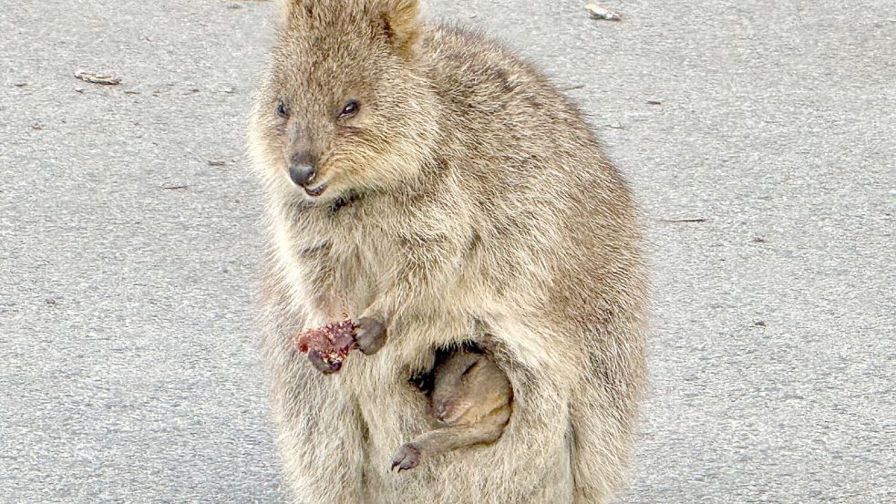 Gerade sind die Jungtiere geboren und lugen aus dem Beutel der Mutter hervor. Foto: Carola Frentzen