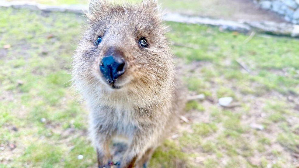 Mit ihrer süßen Mimik sind Quokkas zu Internet-Stars geworden. Foto: Carola Frentzen