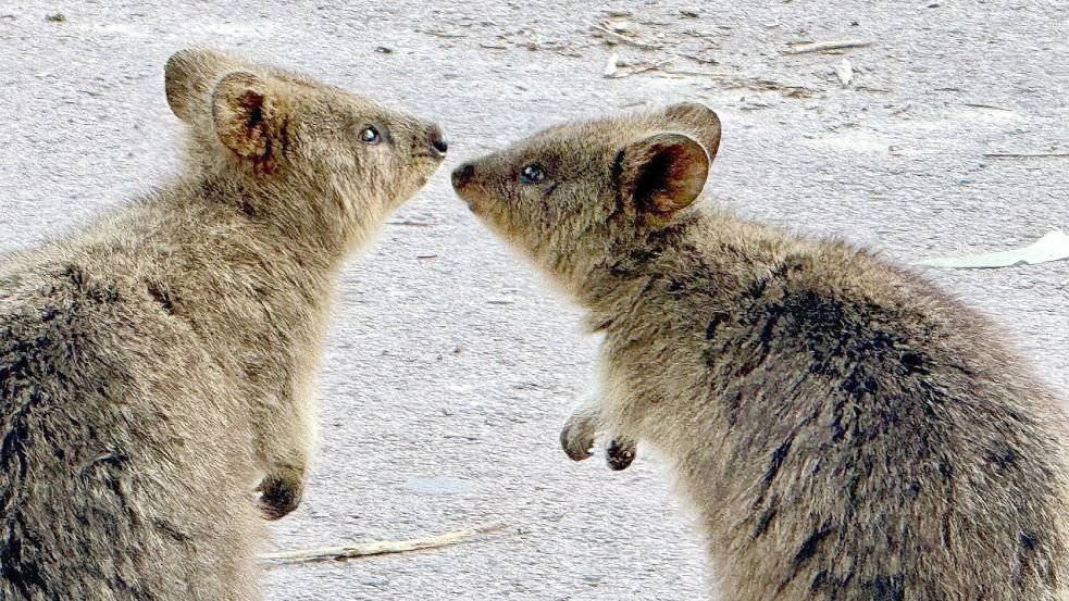 Quokkas sind gesellige Tiere und leben oft in Familiengruppen. Foto: Carola Frentzen