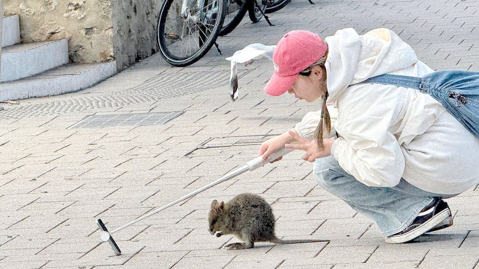 Ein Quokka-Selfie ist heiß begehrt, aber Touristen sollten dabei den nötigen Abstand halten. Foto: Carola Frentzen