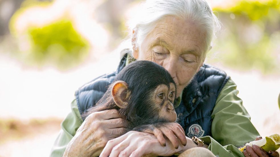 Die britische Ethologin Jane Goodall bei einem Besuch in Uganda. Sie war Schimpansen-Forscherin und Umwelt-Aktivistin und hat die Erforschung von Affen und Schimpansen revolutioniert. Foto: SUMY SADURNI/AFP